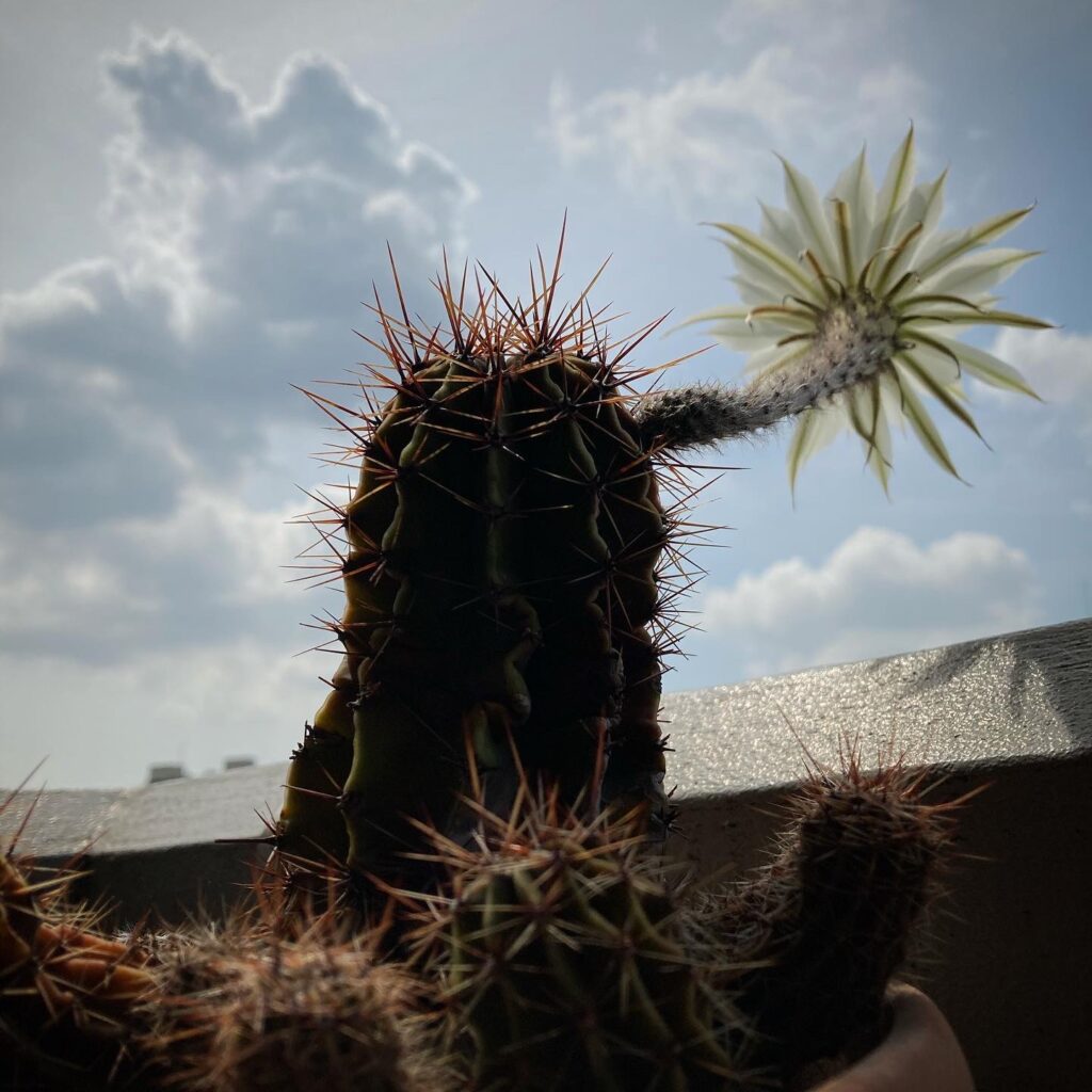 カバースライド03